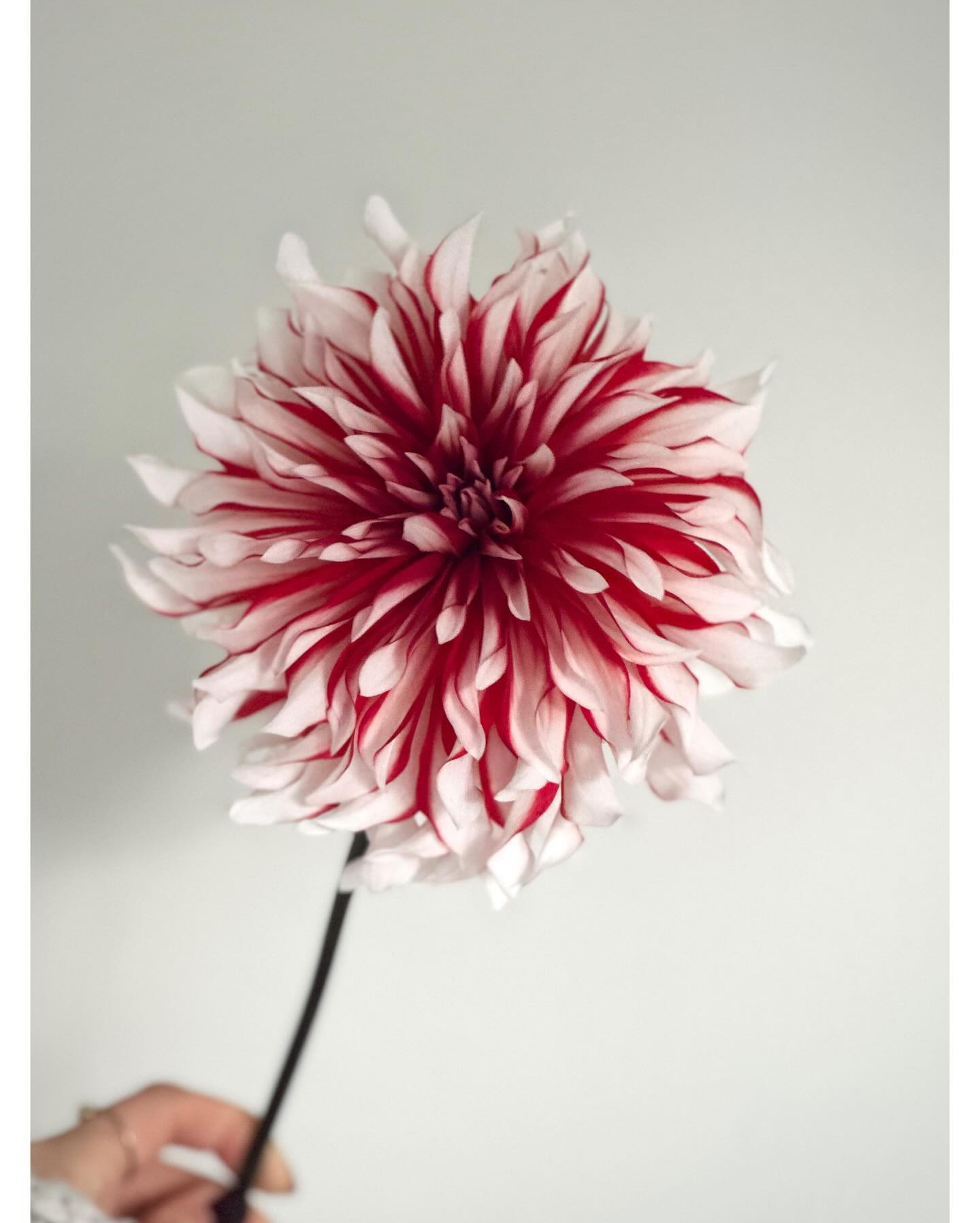パピションさま売約済み帯留め〈Bouquet・花浅葱・盛り〉