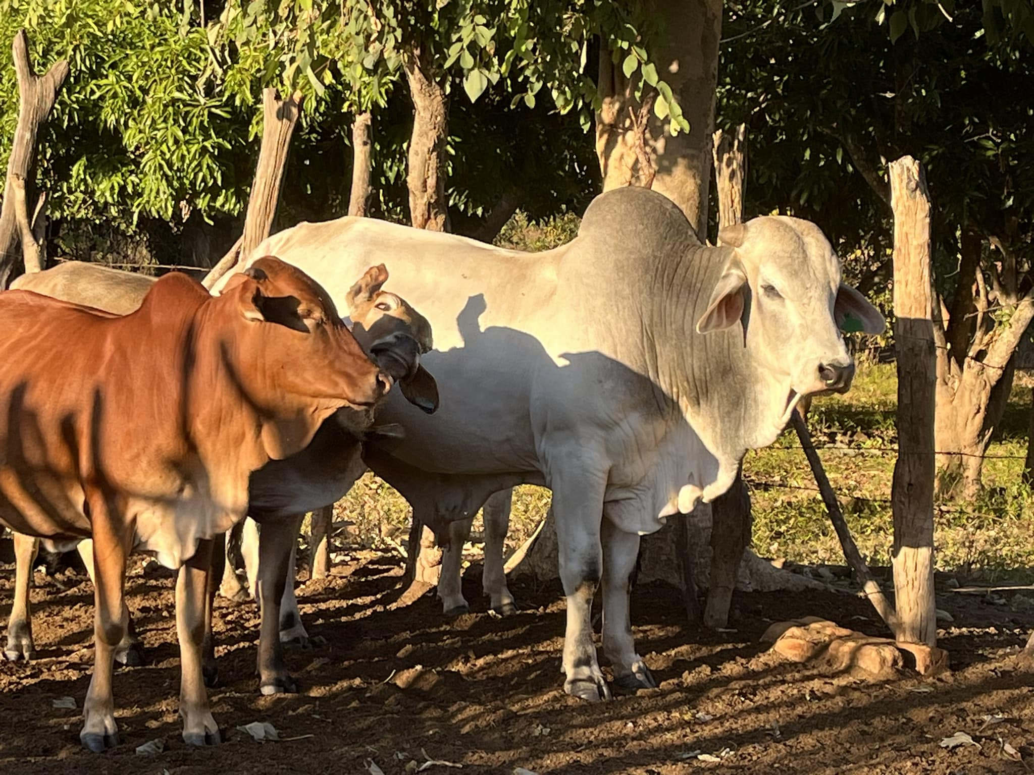 S.I.M Makumbiro Farm #Mamapigprenuer | Chongwe