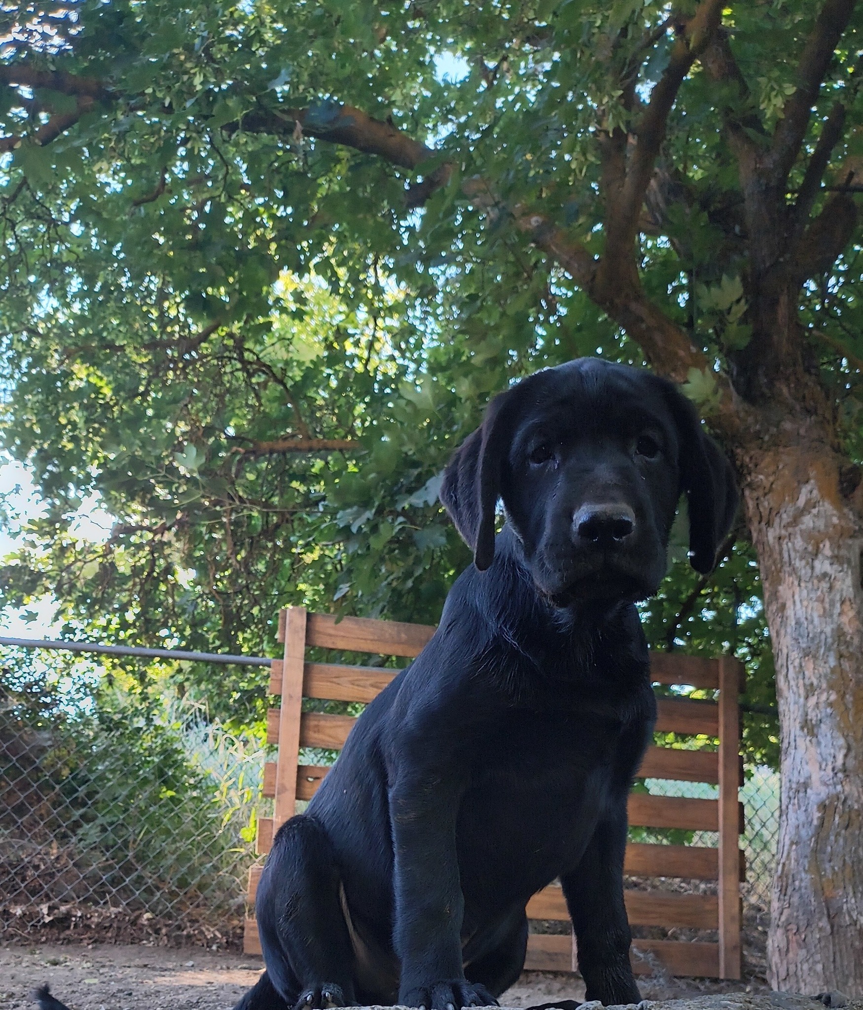Klamath falls pets for sale | Facebook