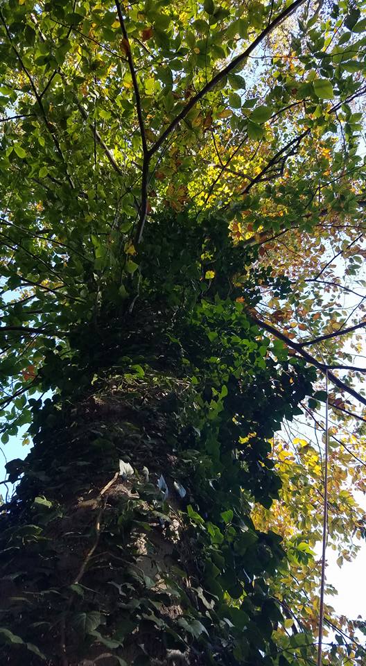 Riggs Tree Service, LLC. | Bryn Mawr PA