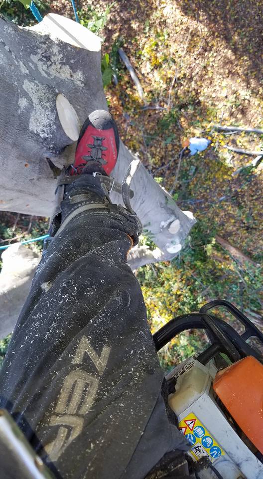Riggs Tree Service, LLC. | Bryn Mawr PA