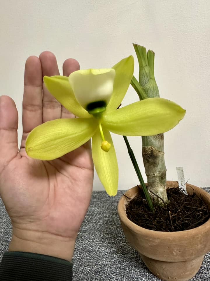 Cycnoches Mass Confusion 'M' orchid hybrid