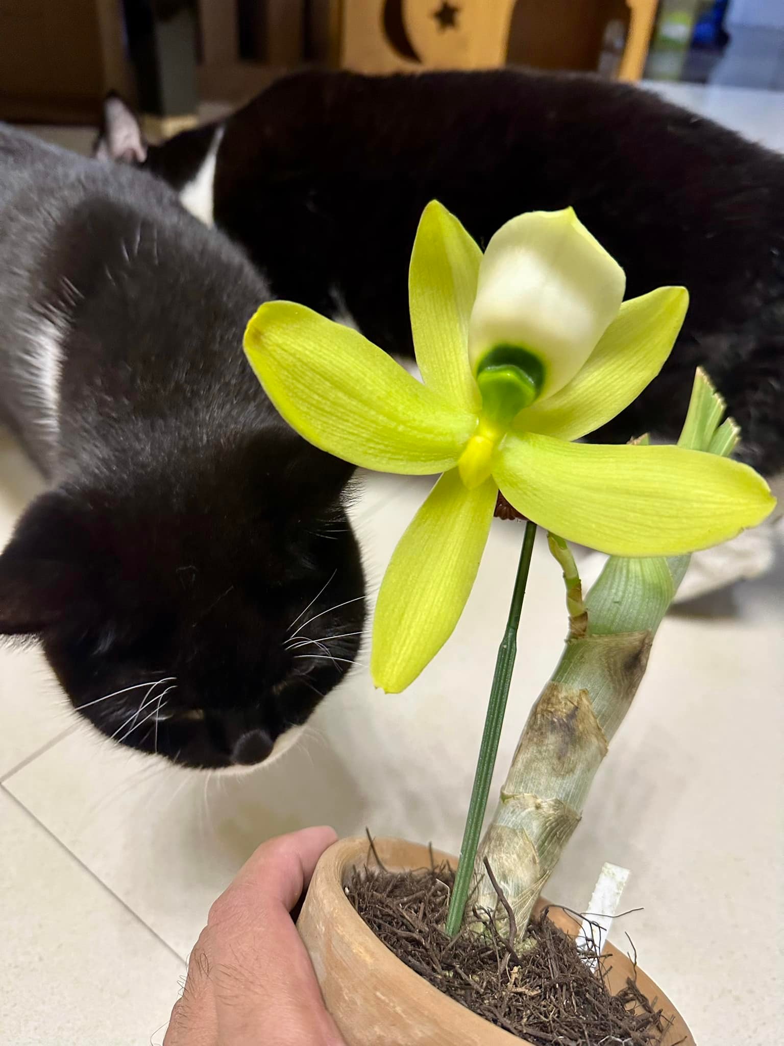 Cycnoches Mass Confusion 'M' orchid hybrid