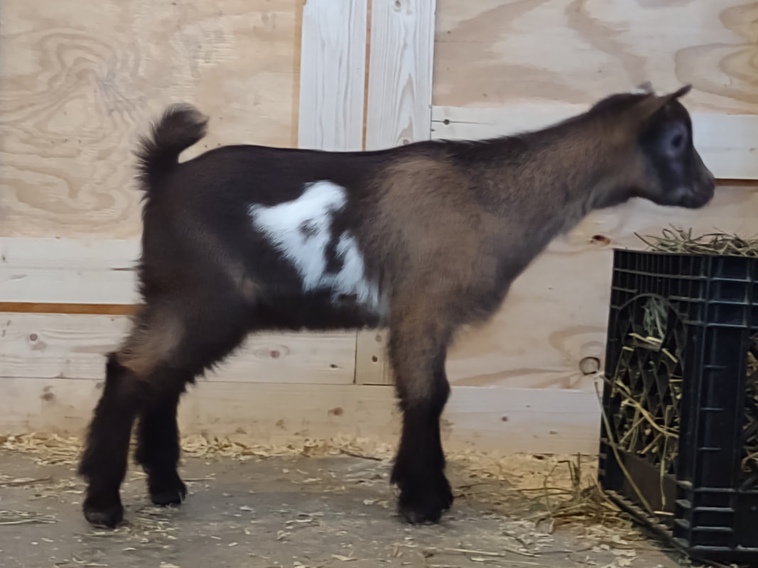 Twin Willows Farm | Logansport IN