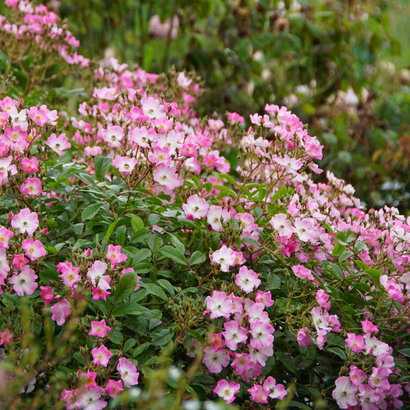 Roses Guillot - 🏷️ FÊTE DES PERES 🧑‍🧑‍🧒 🤗 -10% avec le...