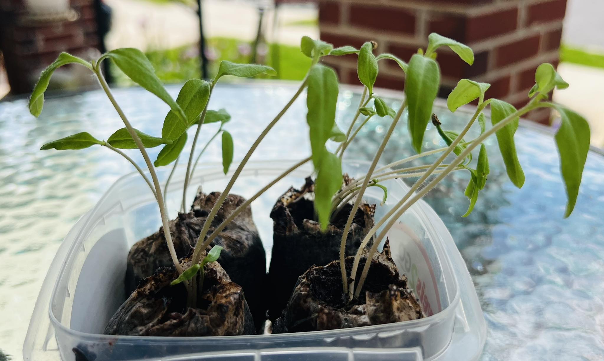 Free tomato plants in Delaware Township