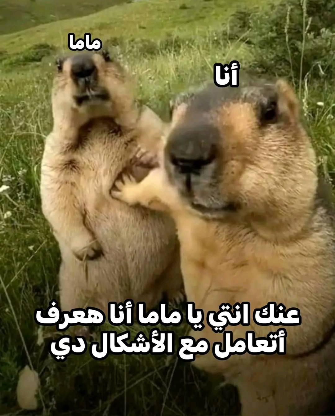 True - لما حد يضايق ماما بس هي ياعيني غلبانه مبتعرفش ترد : | Facebook
