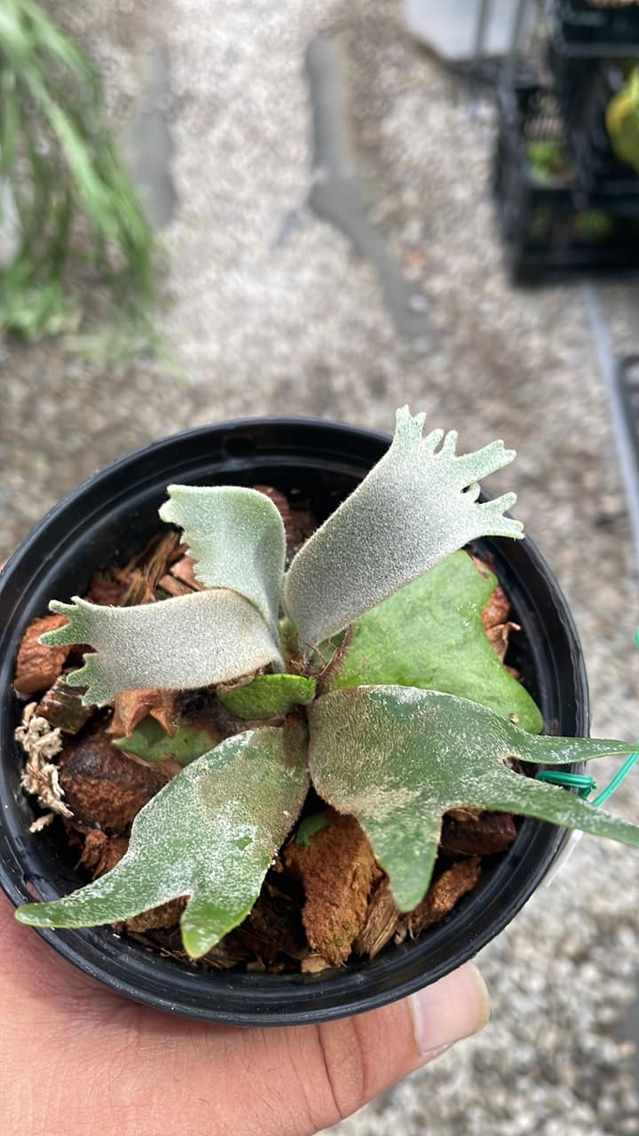 P.willinckii cv sailor venus × P.willinckii cv schofield tatsuta