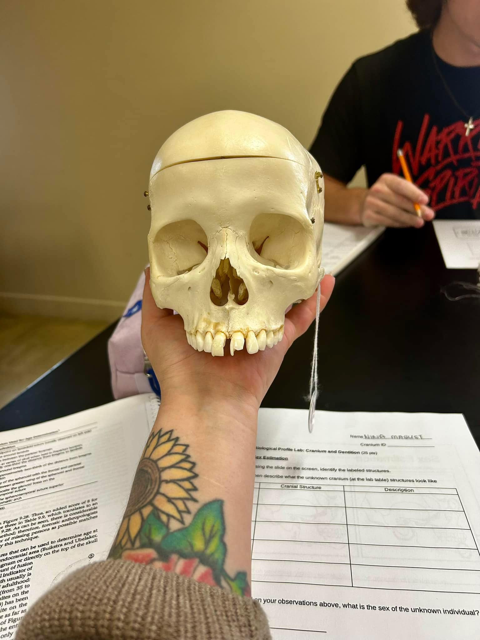 Determining Sex, Age, and Ancestry from a Human Skull in Forensic 