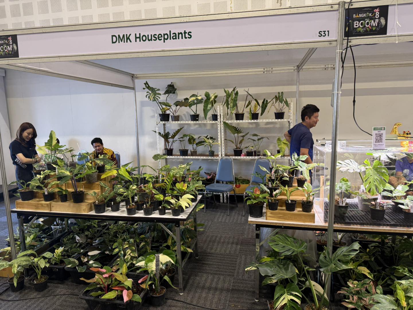 DMK Houseplants