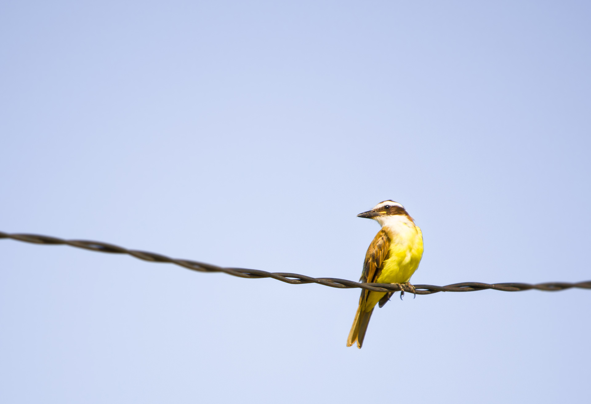 Aves Bordes de Camino, General Juan Madariaga - Argentina ...