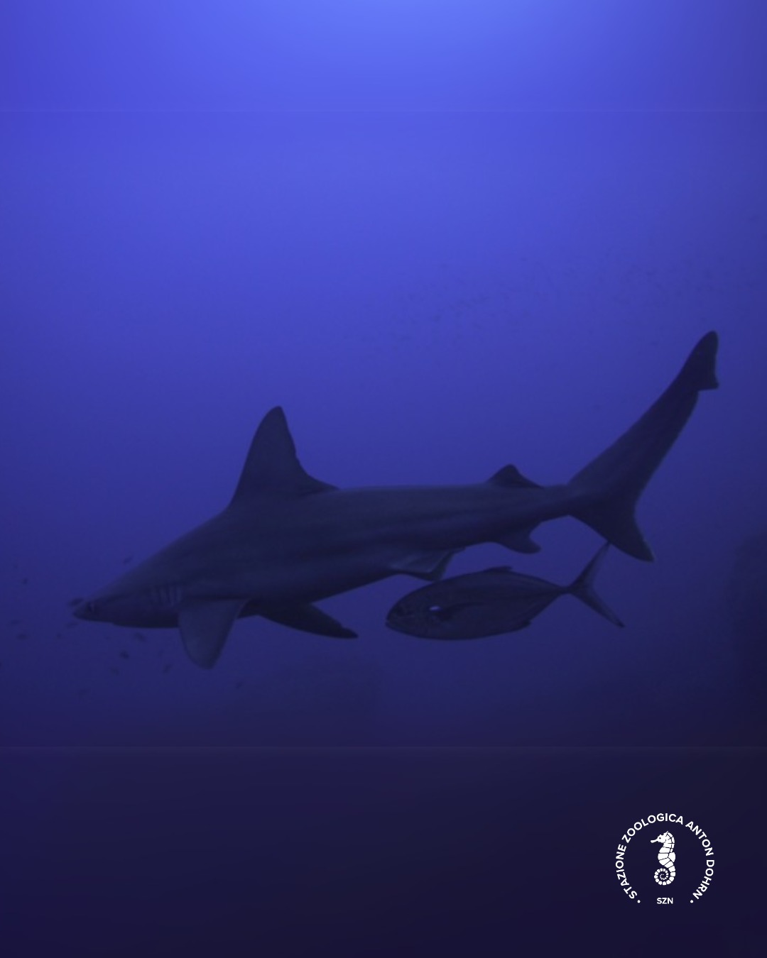 Stazione - 🌊🦈 SHADOWING: la strategia invisibile del carango ...
