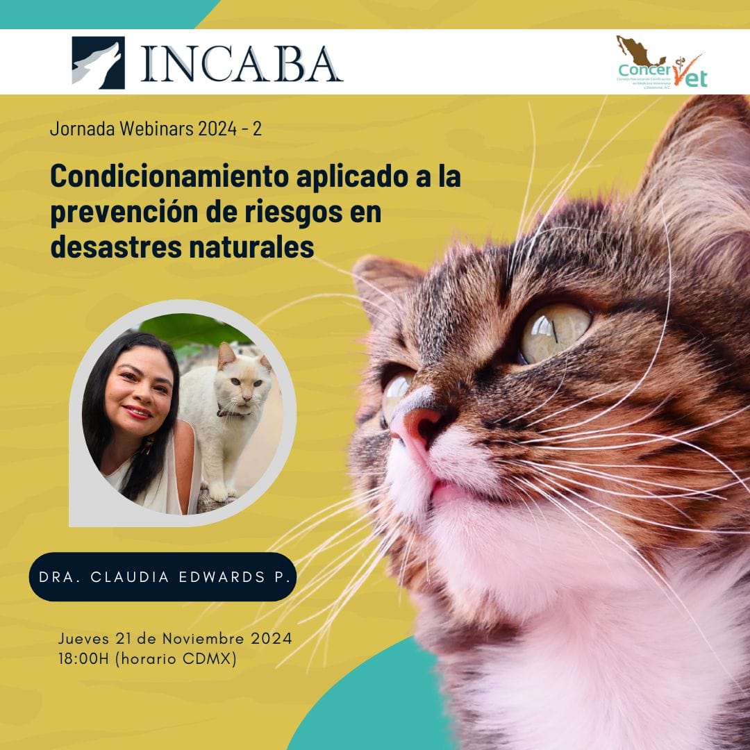 Incaba Servicios Profesionales | Mexico City