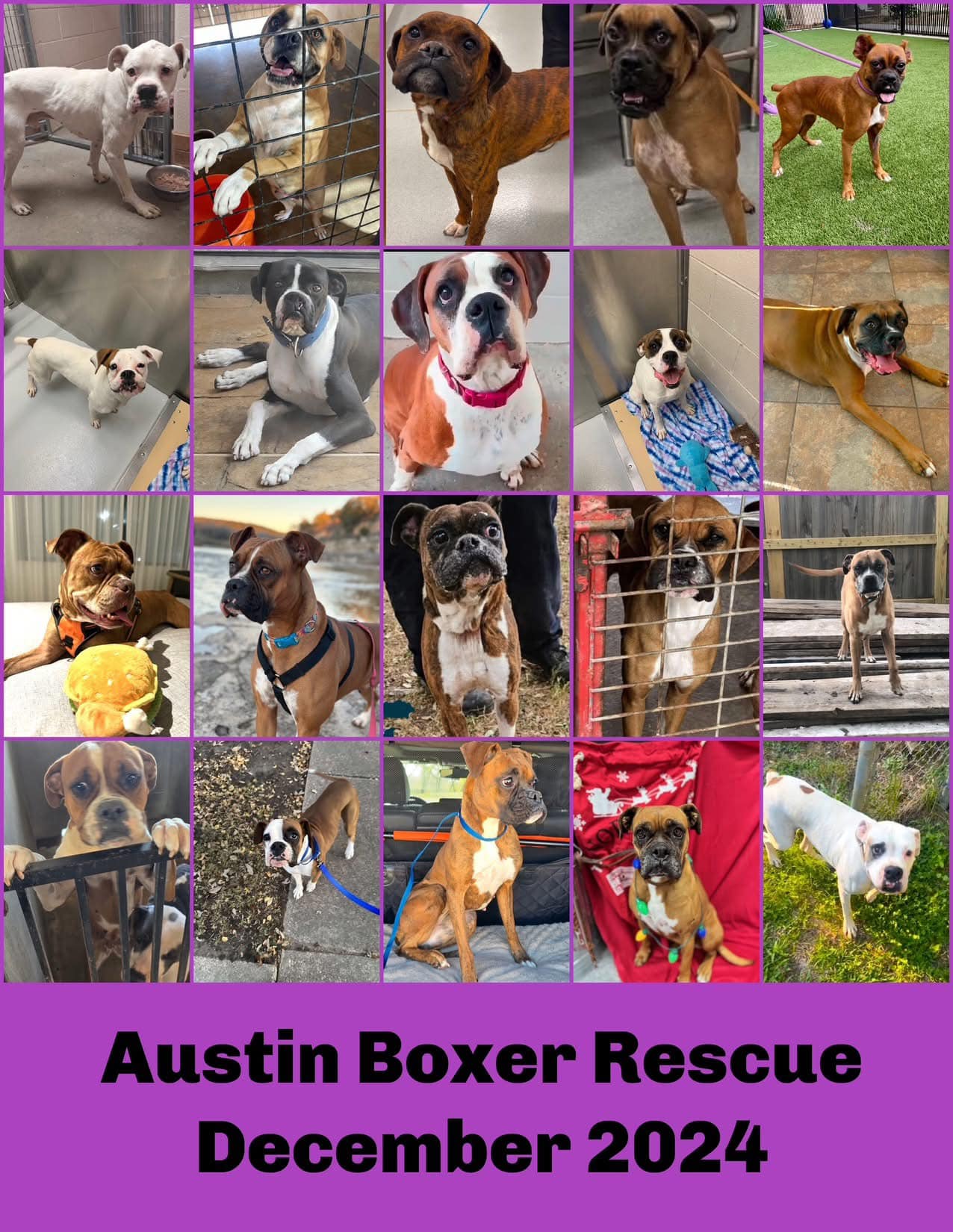Lone Star Boxer Rescue
