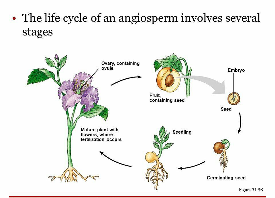 BOTANY CLINIC - The flowering plants (angiosperms), also...