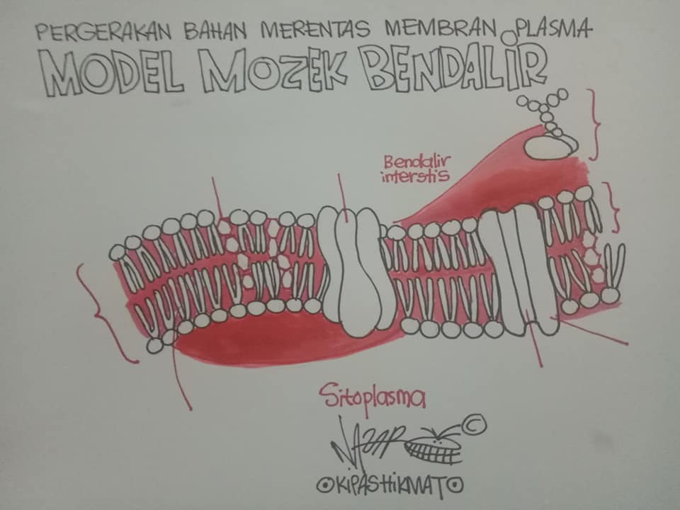 Membran Plasma Struktur Fungsi Dan Aplikasi Root Of Science