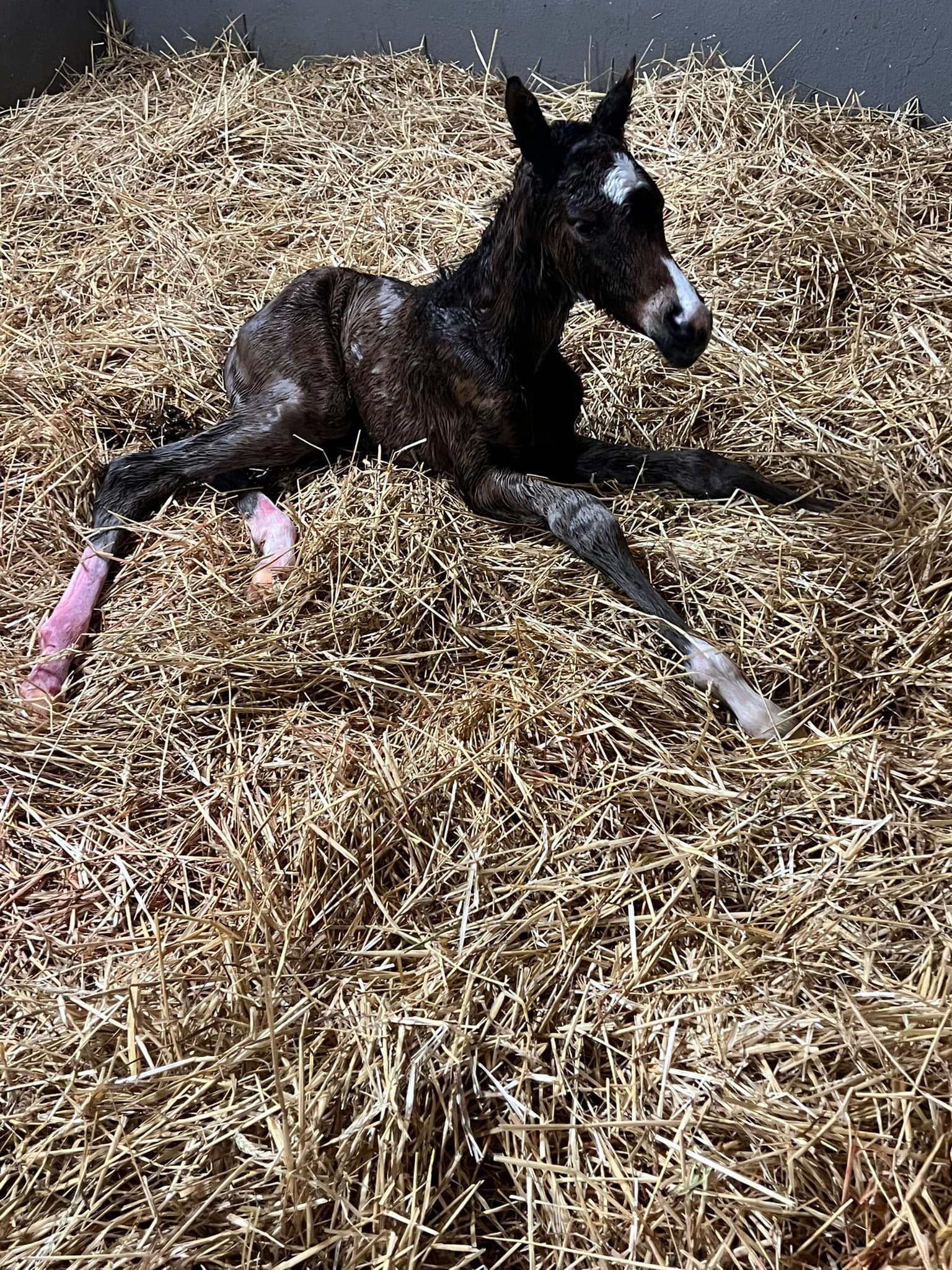 Circle Eight Ranch and Racing | Versailles KY