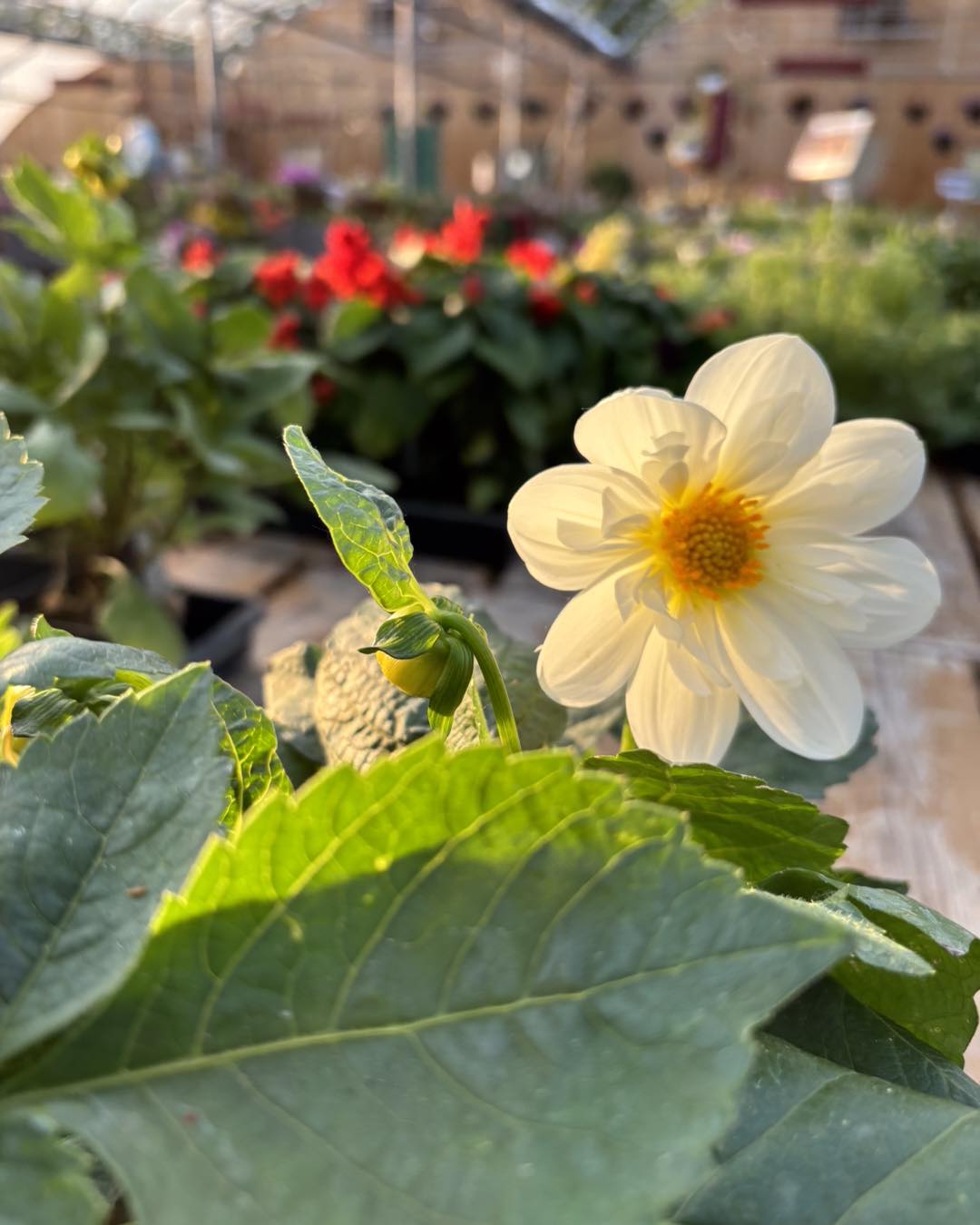 Rustic Roots Greenhouse | La Crete AB