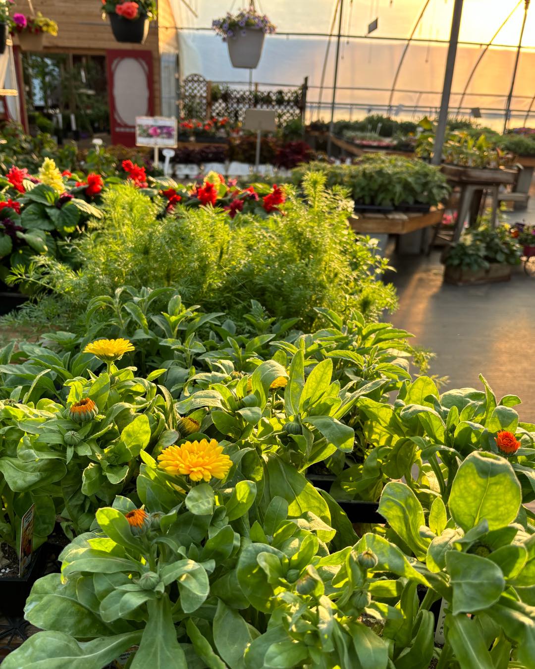 Rustic Roots Greenhouse | La Crete AB