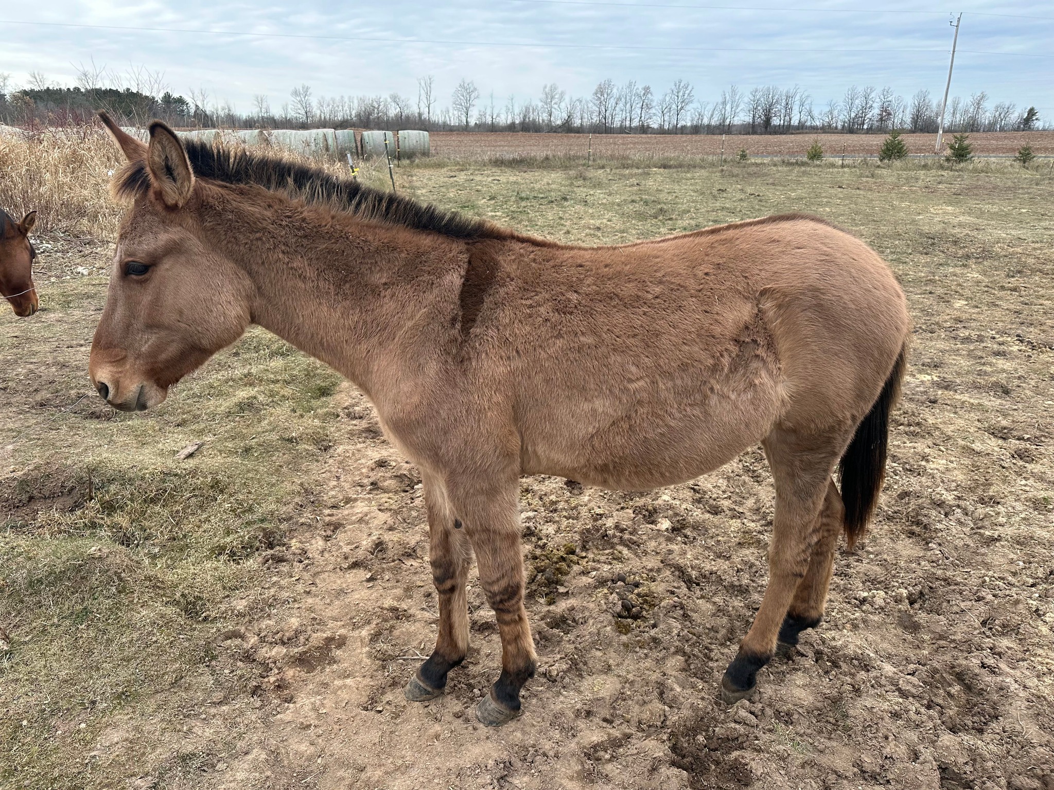 Revolution Ranch LLC | Milltown WI
