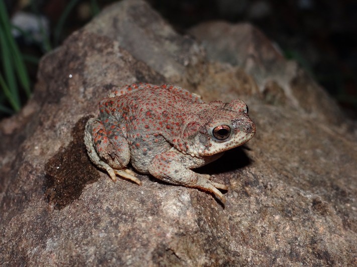 This poor toad has... - Amphibian and Reptile Conservancy | Facebook