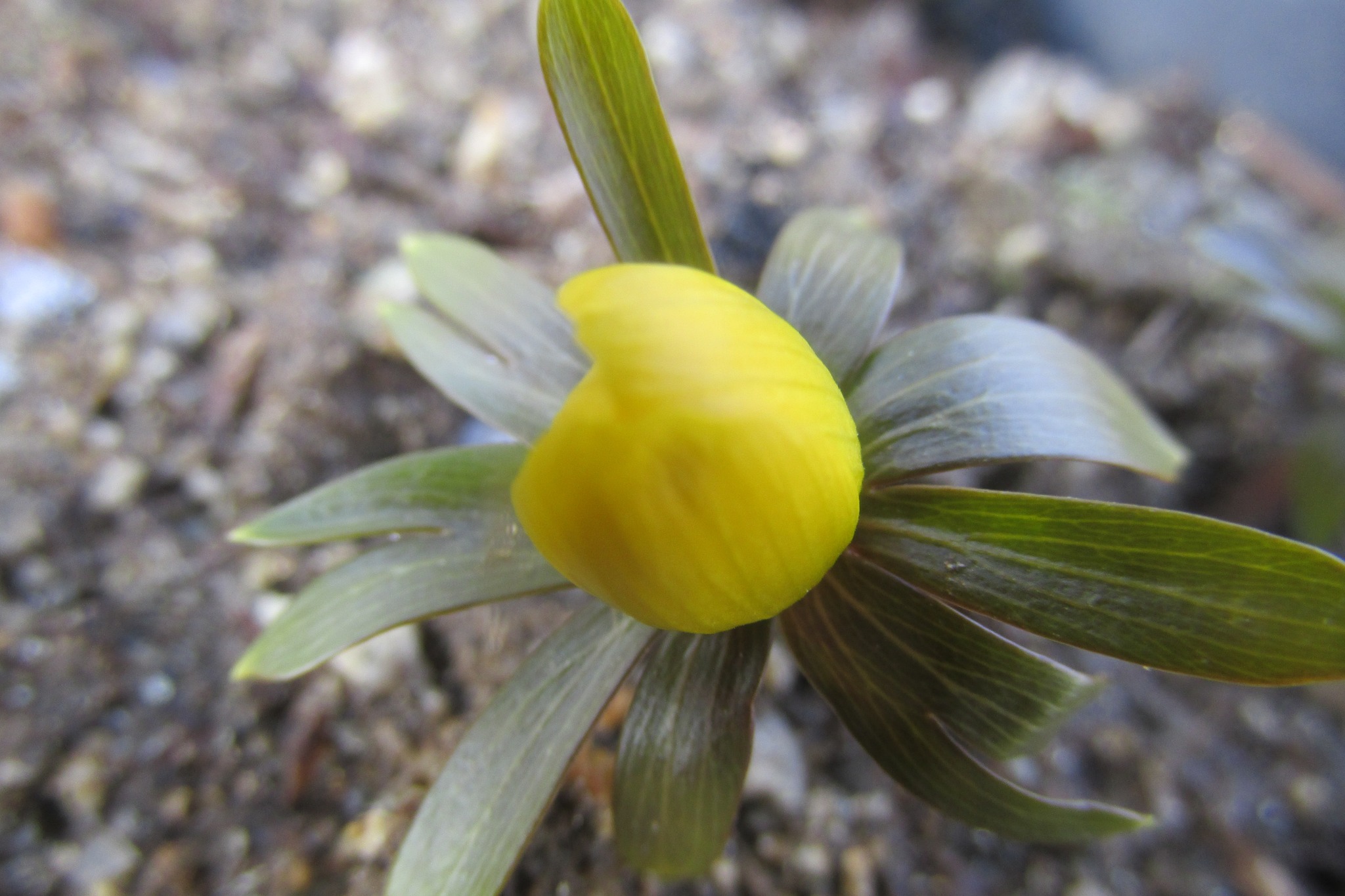 福寿草 に 似 た 花