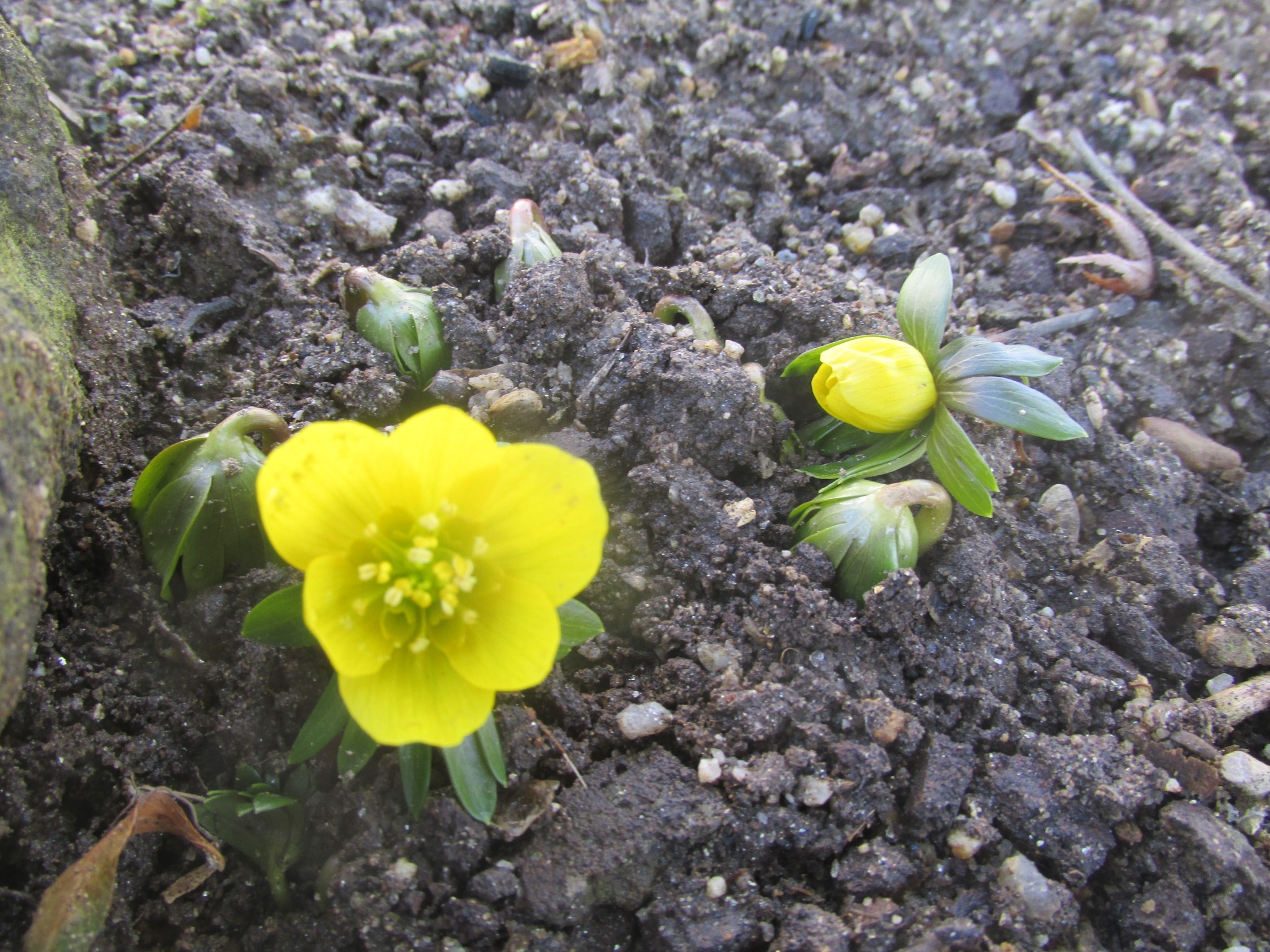 福寿草 に 似 た 花