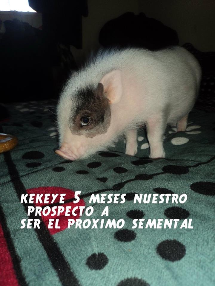Kekeye Mini Pig
