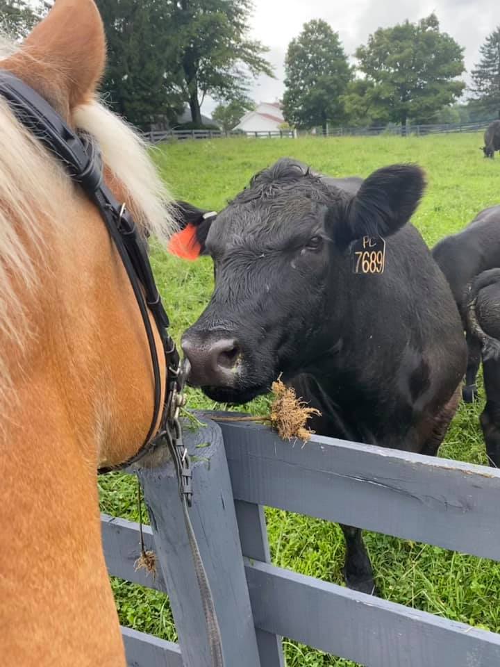 MasterfareCattle | Johnstown OH