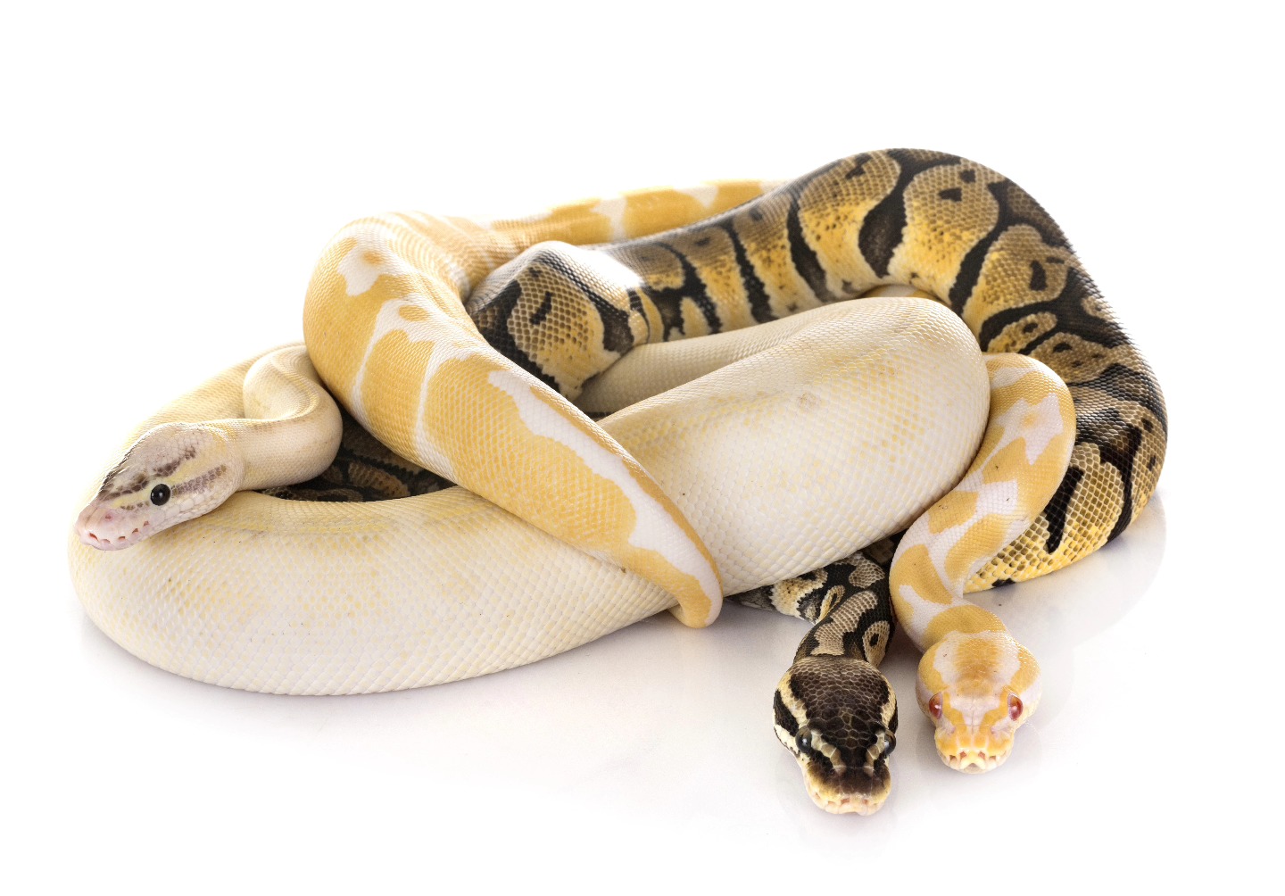 Beautiful view of Ball Python Permits And Licenses For Breeders