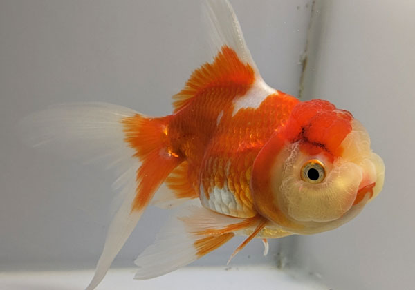 きんぎょ様 きんぎょ様 大変希少な金魚、らんちゅうのような顔をした、しっかり