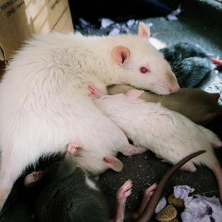 Gardens Clan Rattery - Columbus, OH