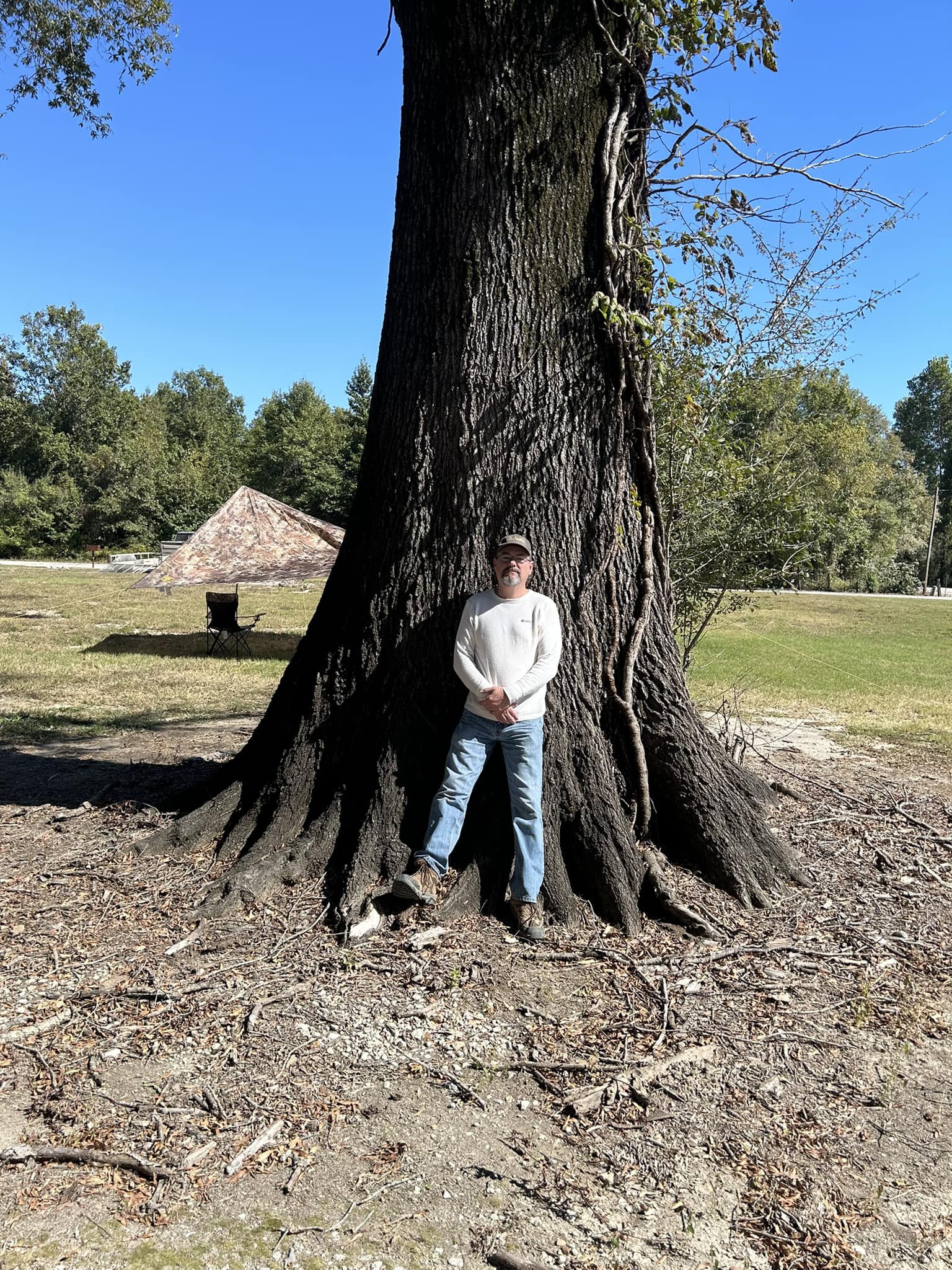 What is the circumference of a large pecan tree in Vicksburg, MS?