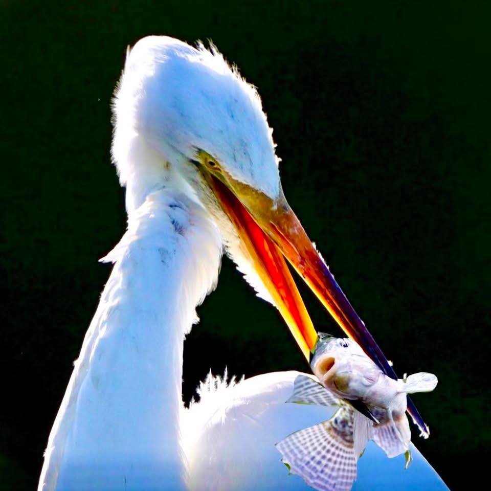 Birds Of South Jersey | Great Egret Ocean City New Jersey | Facebook