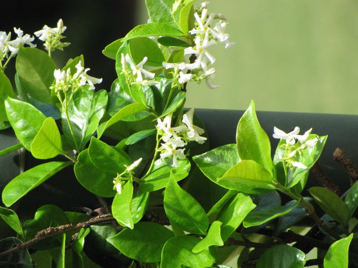 TerraCare Lawn Tips and Insights