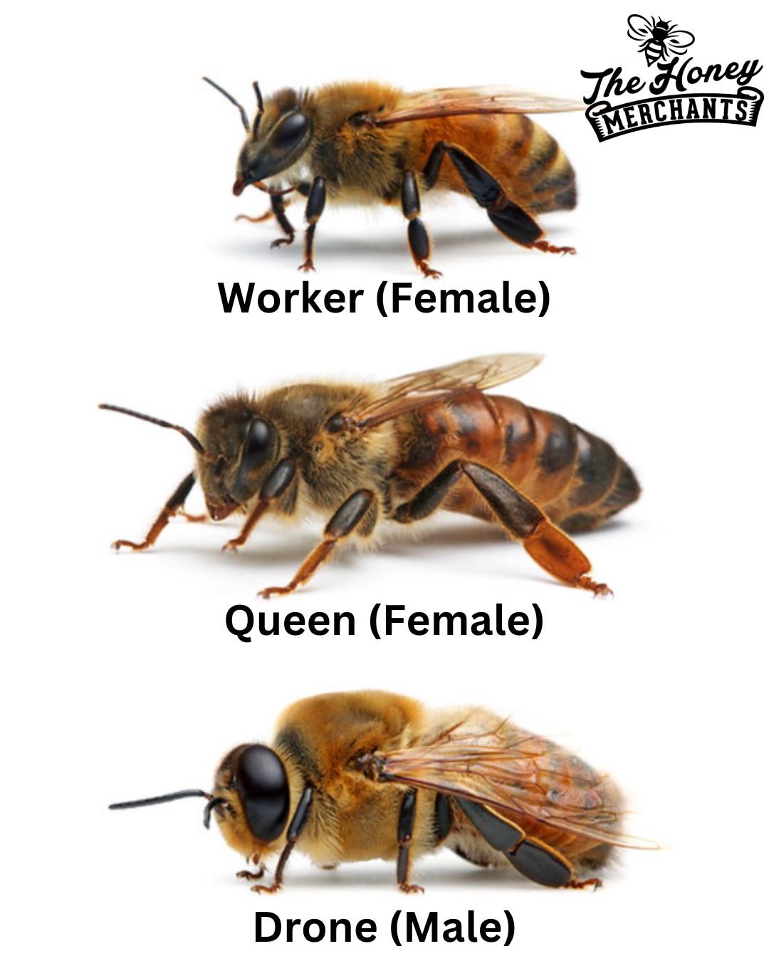 The Honey - 🐝 Bee 101: Meet the Hive’s Royal Family! 👑 Did you know ...