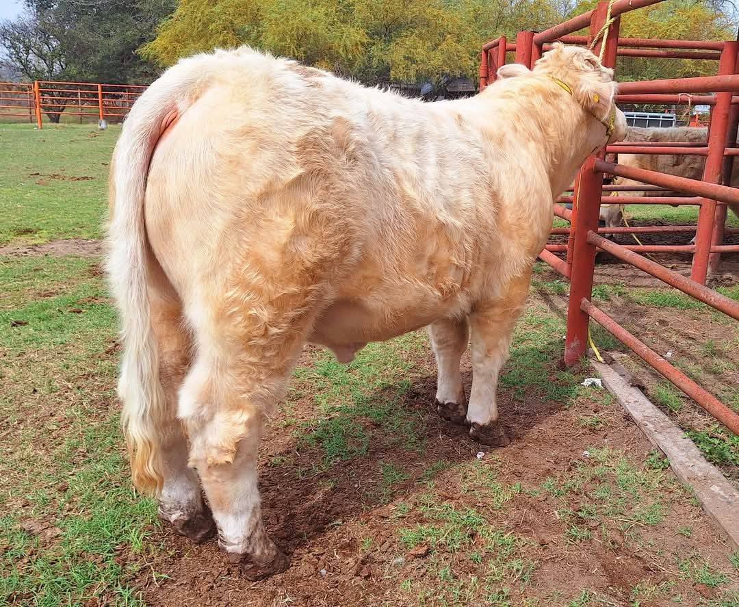 Rancho La Escondida... - Rancho La Escondida Charolais