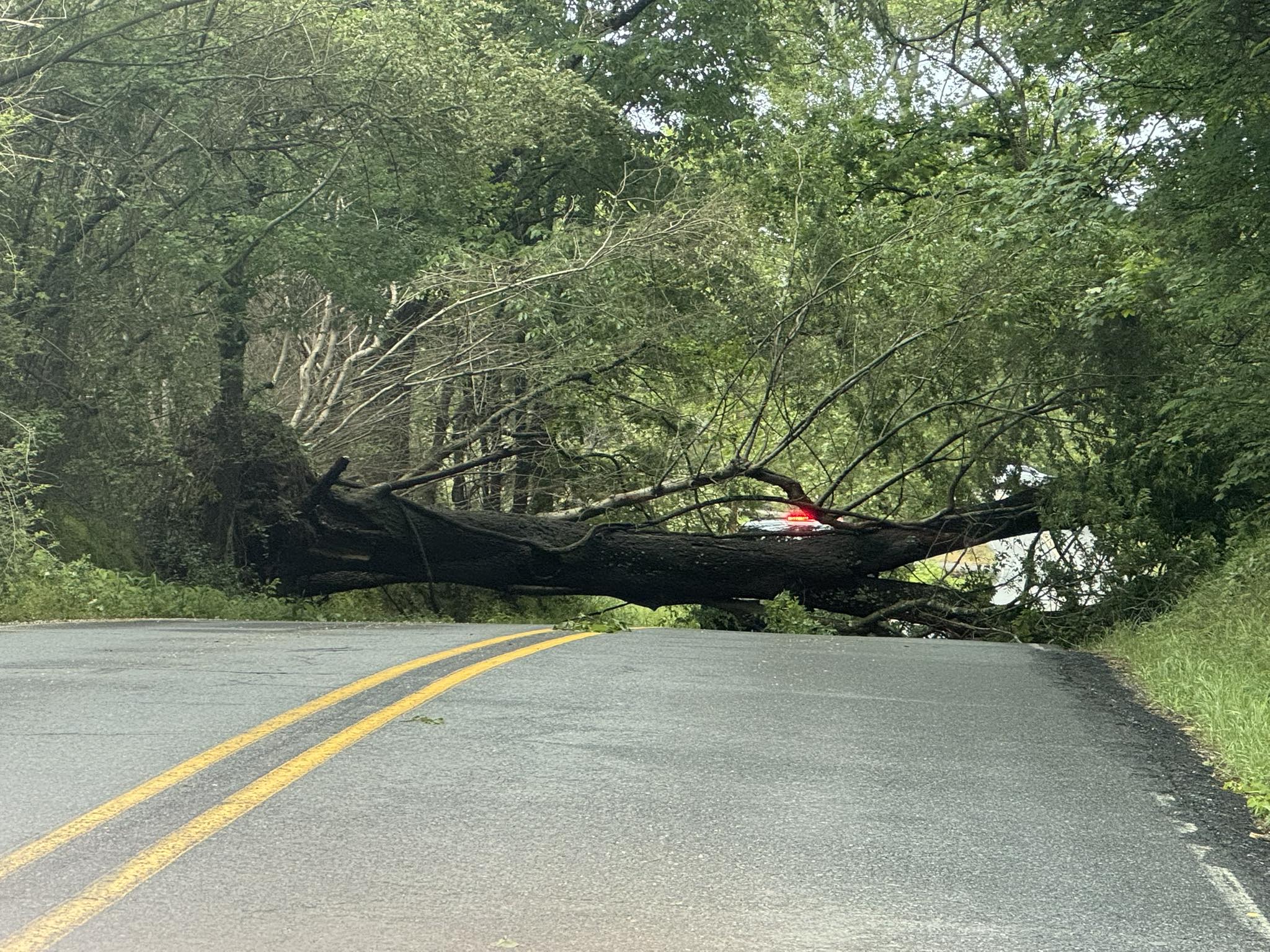 FYI - Tree down blocking Fox Pass | Facebook