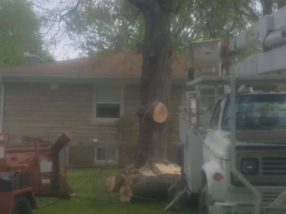 Legacy Tree Service | Louisville KY