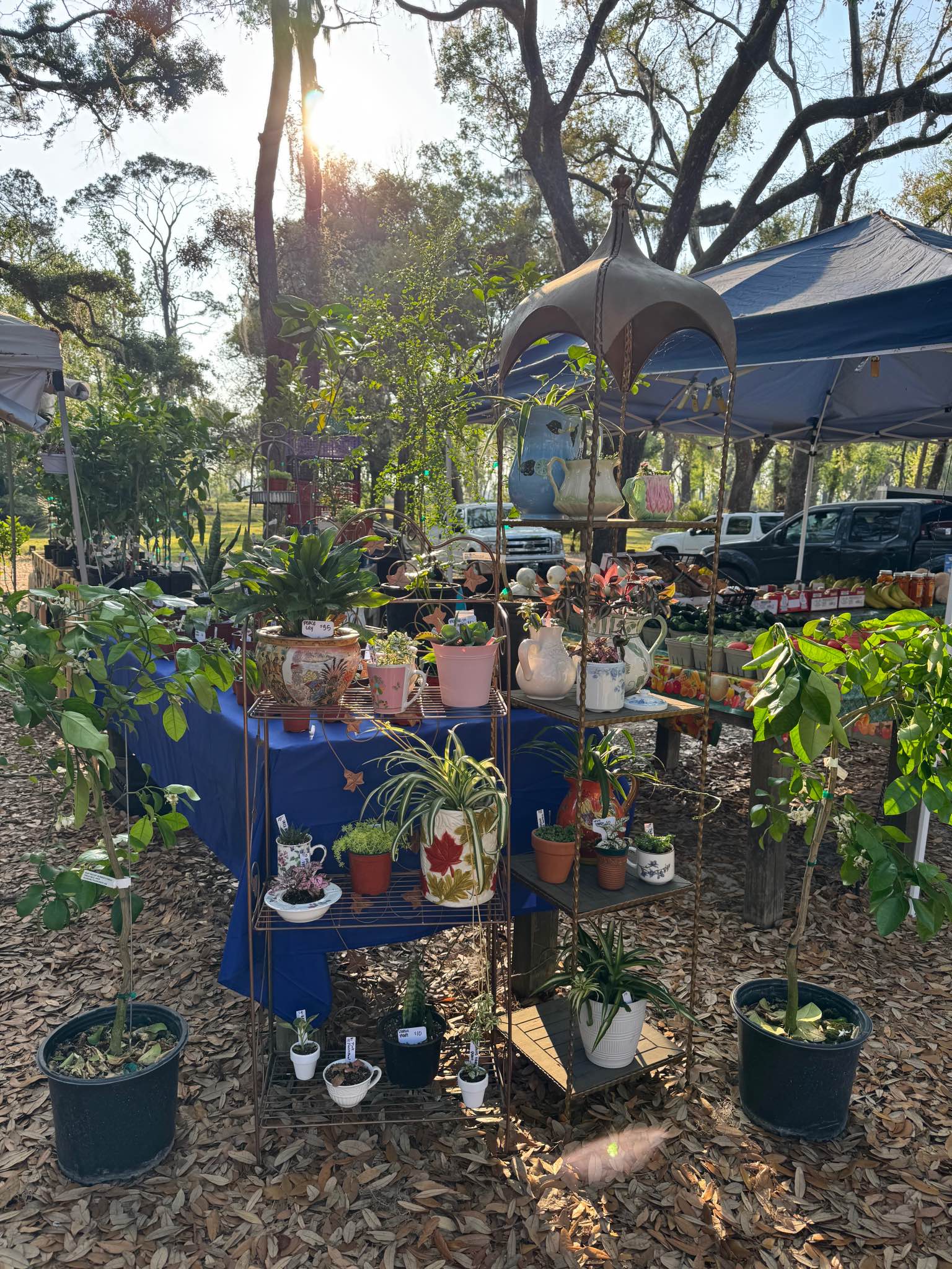 plants restocked! - Plants & Seedlings - Valdosta, Georgia | Facebook ...