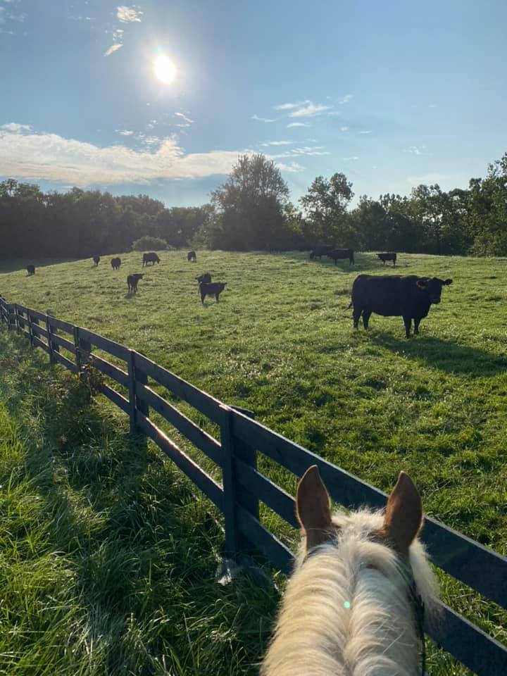 MasterfareCattle | Johnstown OH