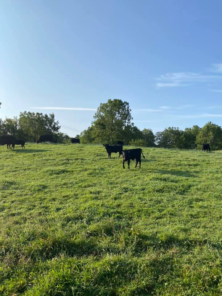 MasterfareCattle | Johnstown OH