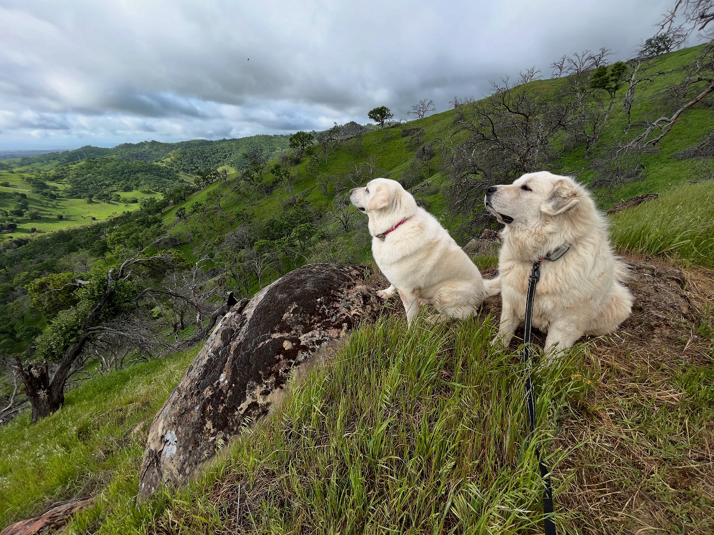 Zinger Ranch Farm Sanctuary | Vacaville CA