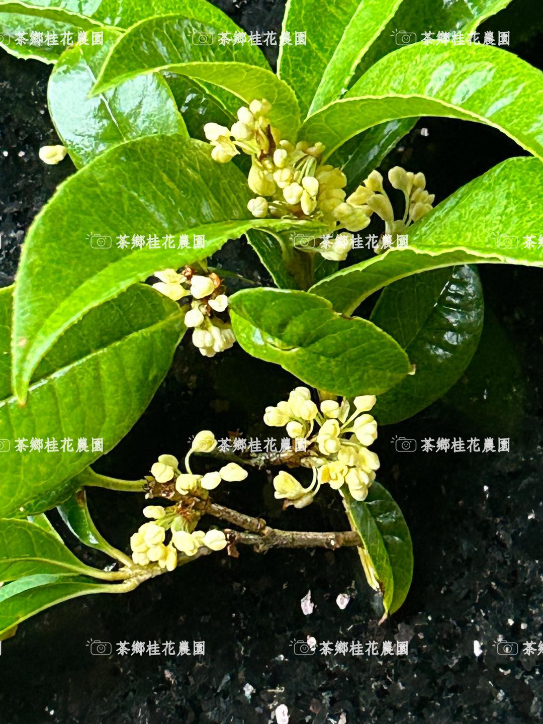 茶鄉桂花農園 | Xinbei