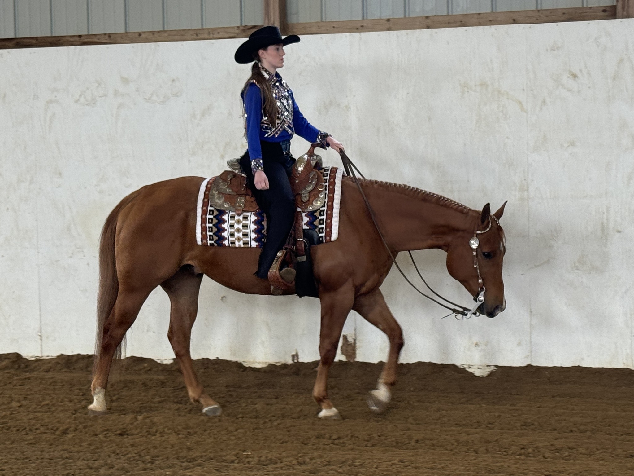 Professional - 📣 BID NOW On PAINTS & AQHA/APHA • April INTERNET Auction ...