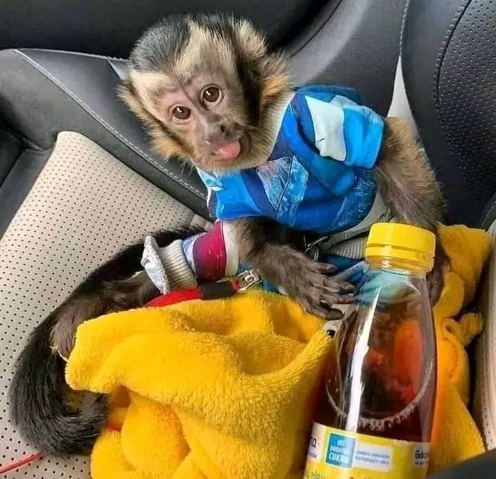 Capuchin Monkeys For Adoption And Rehoming