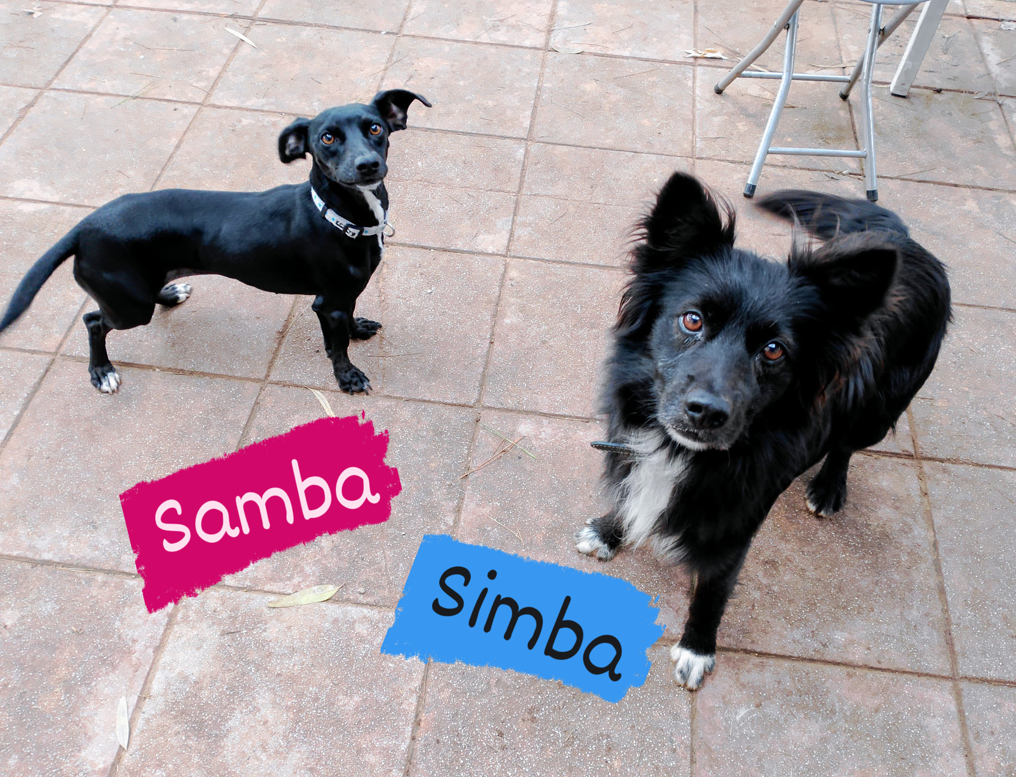 Volontari - Simba & Samba sono due piccoletti arrivati in canile dal ...