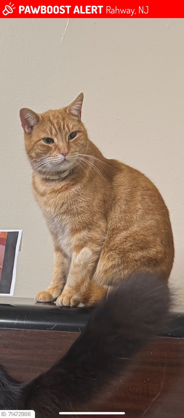 What happened to lost orange cats in Charles Village?