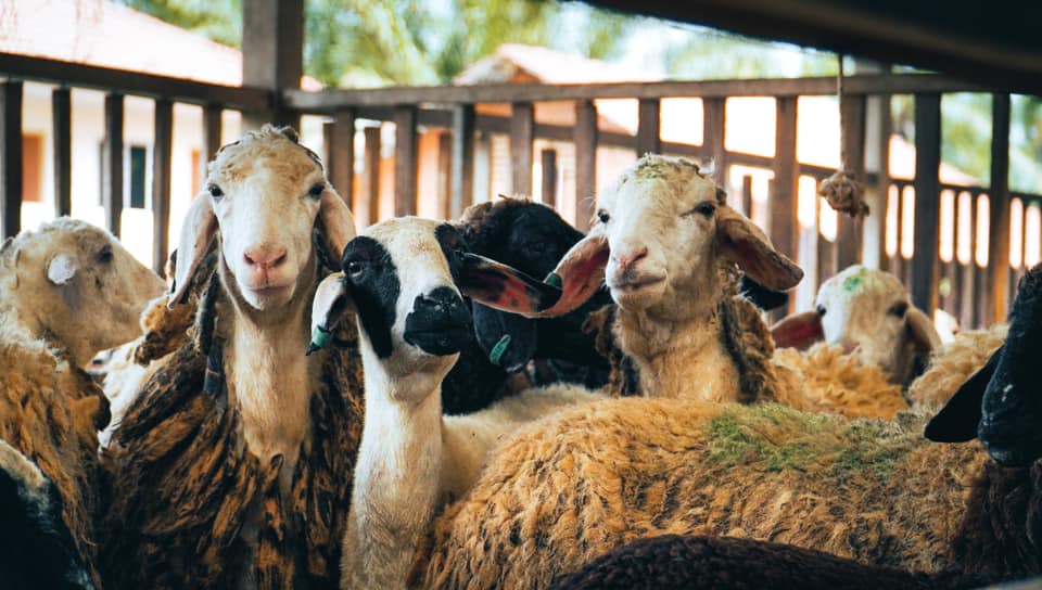 Cölla - Mencari Kambing & Biri-biri untuk Ibadah Akikah? Anda boleh ...