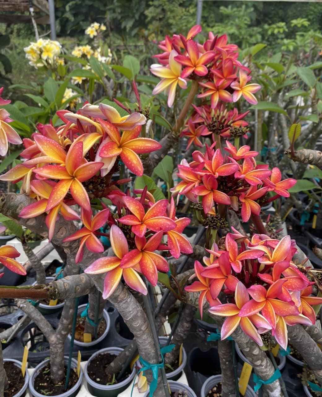 Plumeria blooms at Oahu Tropicals greenhouse